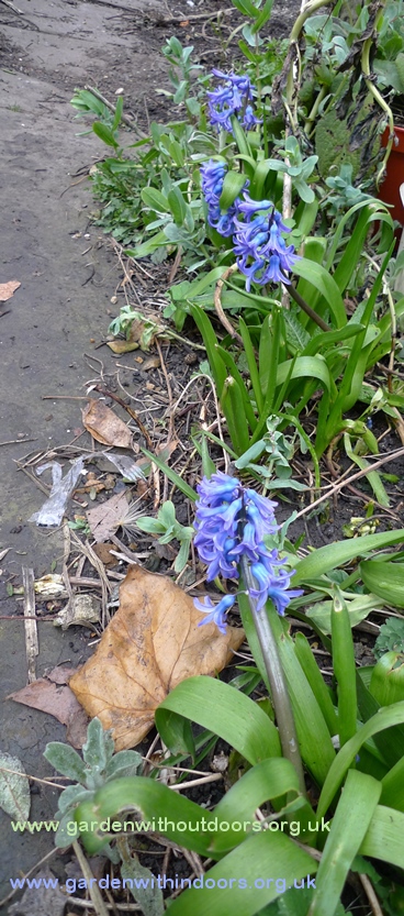 forced hyacinths planted in garden