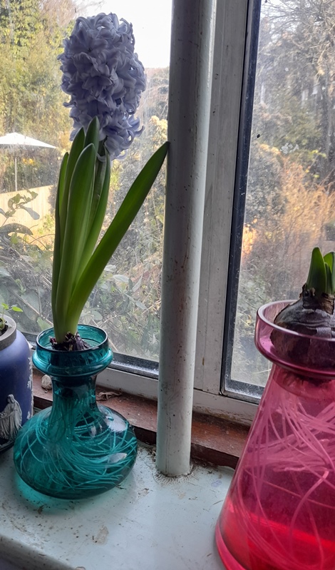 hyacinth in hyacinth vase