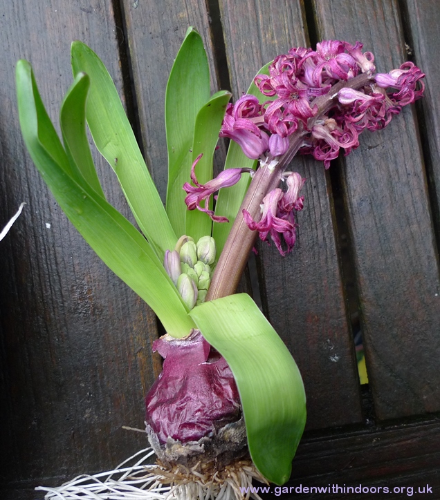 forced hyacinth with second stem