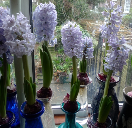 Sky Jacket hyacinths in bloom in vases