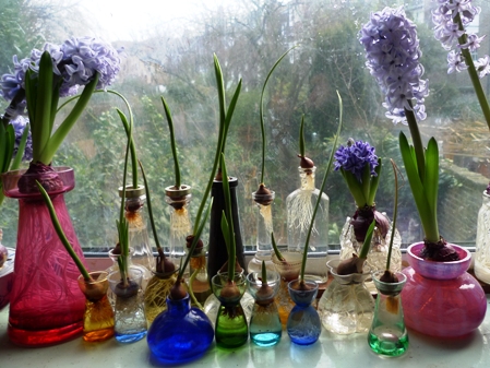 small bulbs in vases