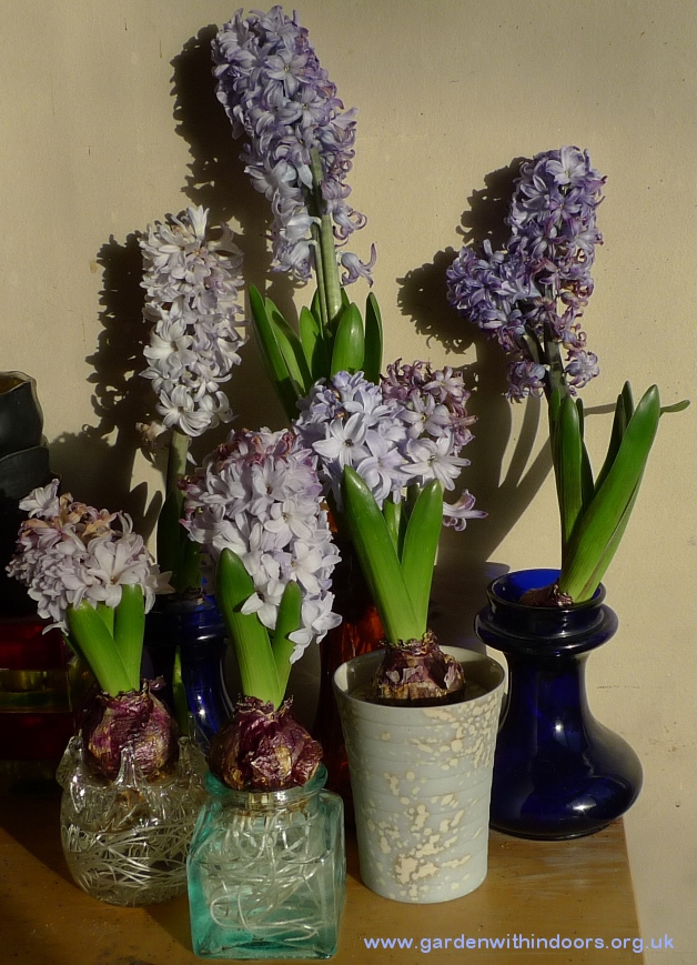 spent forced hyacinths