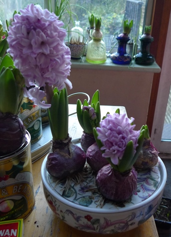 splendid cornelia hyacinths