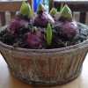 hyacinth bulbs in green bark basket mid-December