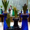 hyacinths in bud and bloom in vases