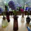 hyacinths in bloom in vases mid-January