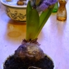 Delft blue hyacinth in Delft pot