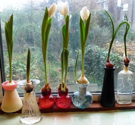 white tulips forced in vases