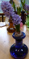 Delft Blue hyacinth