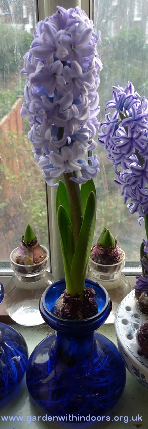 Delft Blue hyacinth in Tye vase