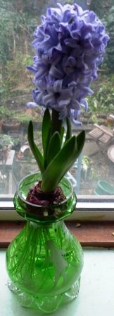 Delft Blue hyacinth in Mary Gregory hyacinth vase