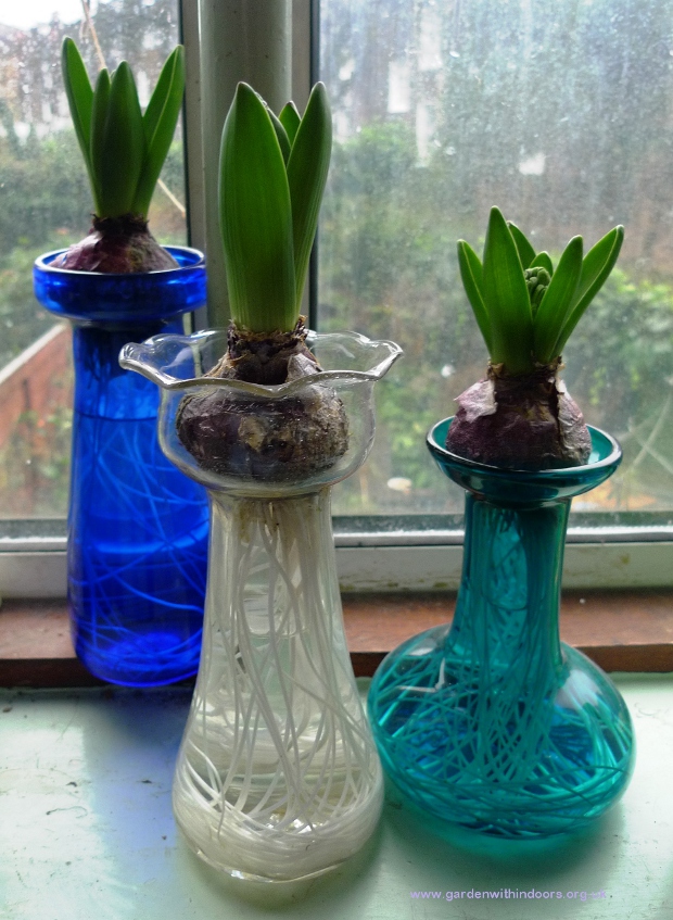 forced hyacinths vases