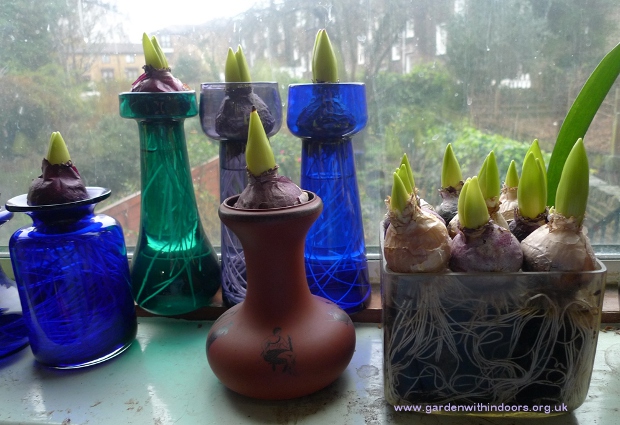 forced hyacinth bulbs vases