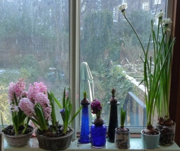 you don't need to use hyacinth vases